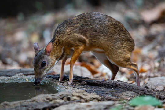 Lesser mouse - deer