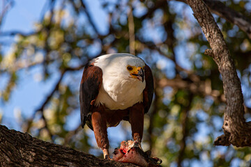 African Fish-eagle eating in a tree