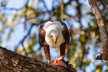 African Fish-eagle eating in a tree