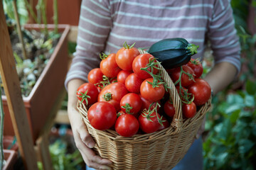 Basket of tomatoes and zucchini in harvest day of a balcony garden