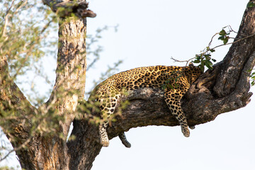 leopard resting on the tree