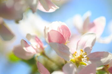 Obraz premium Apple blossoms over blurred nature background. Spring flowers. Spring Background.