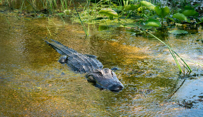 American alligator basking in marsh at Orlando wetlands in Christmas Florida near Cape Canaveral.