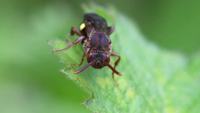 Yellow-shouldered Nomad Bee, Nomada Ferruginata on a leaf