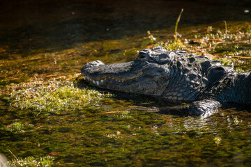 American alligator basking in marsh at Orlando wetlands in Christmas Florida near Cape Canaveral.