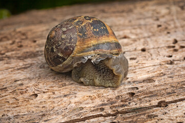 escargot en gros plan sur un tronc d'arbre