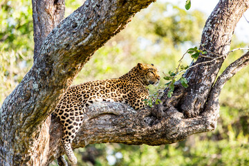 leopard resting in the tree