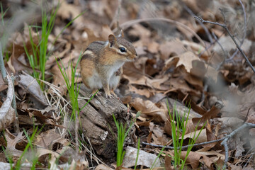chipmunk looks for food in the forest during the first days of spring