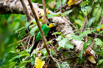 Long - tailed Broadbill