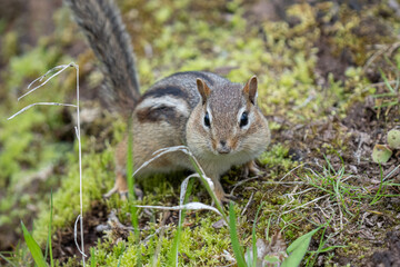 Naklejka na ściany i meble chipmunk looks for food in the forest during the first days of spring