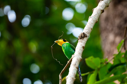 Long - Tailed Broadbill