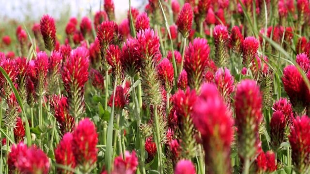 Red clover. Close up on a field of red flowers.
Slowmotion shot with lateral movement of red flowers