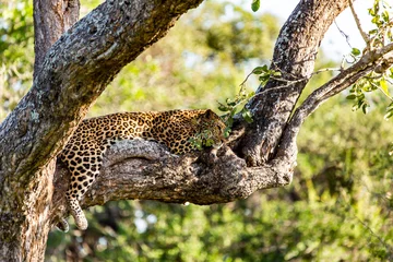 Foto op Plexiglas luipaard rustend op boom © Craig