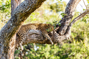 Fototapeta na wymiar leopard resting in the tree