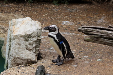 The Penguin. Spheniscids (Spheniscidae) are a family of birds commonly known as penguins.