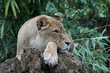 Naklejka na ściany i meble The lioness at the zoo is resting on a tree trunk. The lion (Panthera leo) is a carnivorous mammal of the felidae family.
