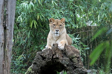 The lioness at the zoo is looking at the camera.