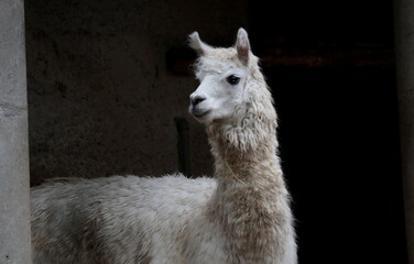 Obraz premium Adorable cute white alpaca (Vicugna pacos) in zoo. Beautiful alpaca in animal farm.