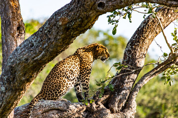 leopard resting in the tree