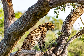 Gartenposter Leopard leopard resting on the tree