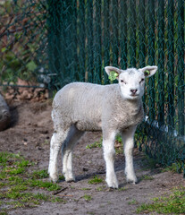 Naklejka na ściany i meble Young lamb enjoying the spring sun