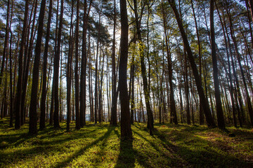 A beautiful view of morning light breaching a row of trees in a forest in Germany and casting shadows across the green moss