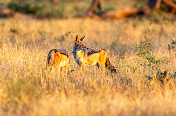 Black backed Jackal