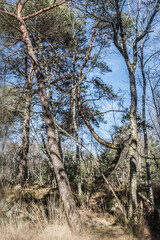 trees in the forest