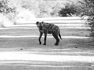 hyena on a road