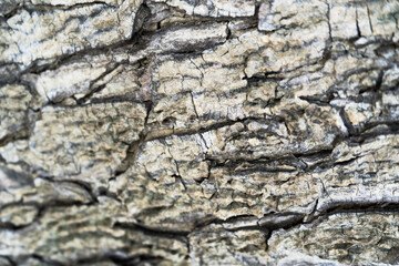 Grey and brown bark on the tree