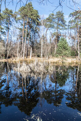 reflection of trees in the water