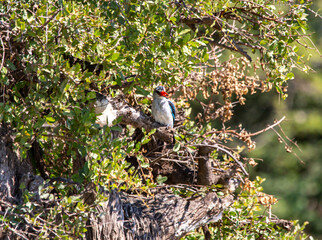 Malachite Kingfisher