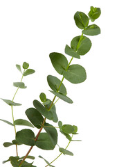 eucalyptus plant isolated on white