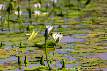 water lilly