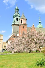dziedziniec na Wawelu, kwitnąca magnolia, wiosenny dzień, zwiedzanie w Krakowie,
