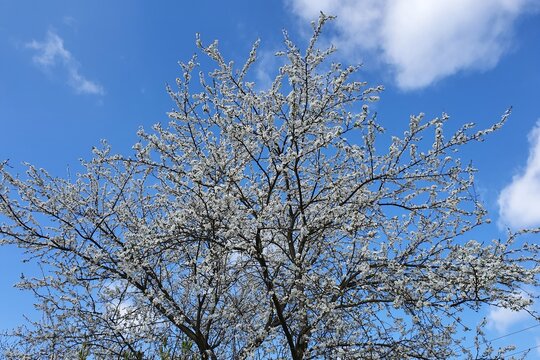 Blooming crown of a mirabelle tree on a background of blue sky, upward view