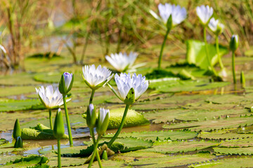 Water Lilly