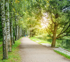 Fototapeta na wymiar Birch alley in a park