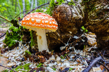 Amanita mushroom