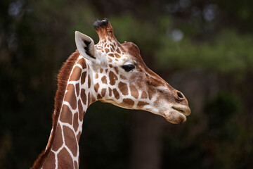 Girafe