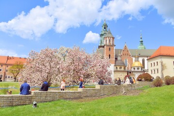 Fototapeta dziedziniec na Wawelu, kwitnąca magnolia, wiosenny dzień, zwiedzanie w Krakowie, obraz