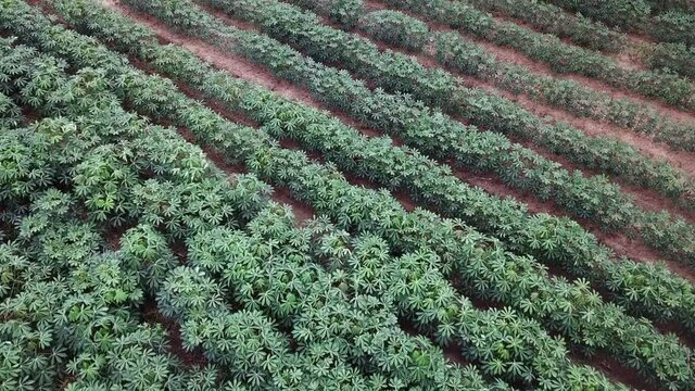 Aerial view of Cassava field in agriculture farmland of Thailand. Cassava is a major staple food in the developing world.