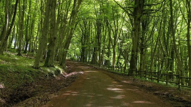 Forest of beech trees in the park of Lake Vico, Viterbo, Lazio, Italy
Aerial shot with drone in the undergrowth of the beech forest of Monti Cimini