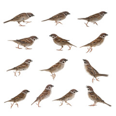 jumping sparrows isolated on white background