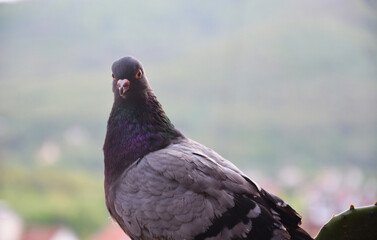 pigeon on the ground