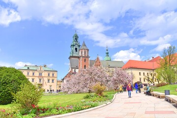Fototapeta na wymiar dziedziniec na Wawelu, kwitnąca magnolia, wiosenny dzień, zwiedzanie w Krakowie,