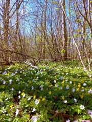 spring in the forest 