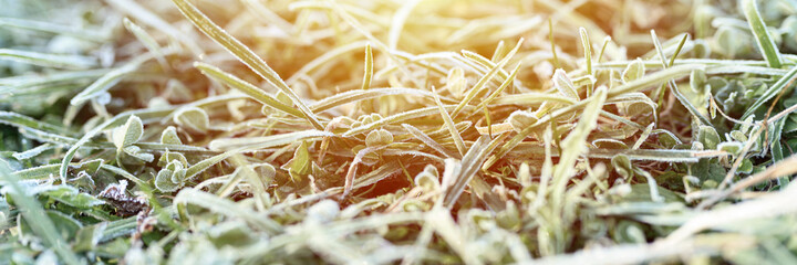 green grass with morning hoarfrost and sunlight in garden, frozen grass with frost on meadow at sunrise. textured pattern of natural background. banner. flare