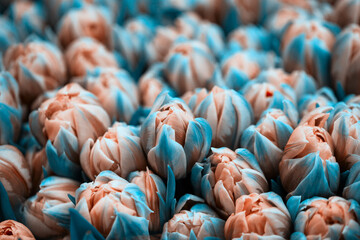 Fototapeta premium Beautiful parrot tulips closeup. Abstract background. Cyan color style. Flower background, garden flowers.