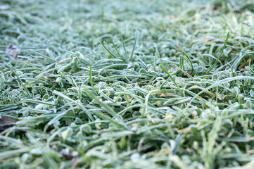 green grass with morning hoarfrost and sunlight in garden, frozen grass with frost on meadow at sunrise. textured pattern of natural background